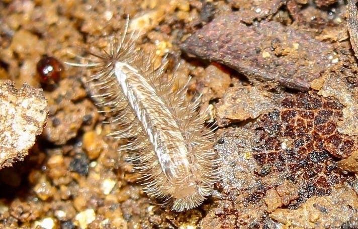 Fotografían por primera vez a un Phryssonotus, un misterioso milpiés que habita Chile